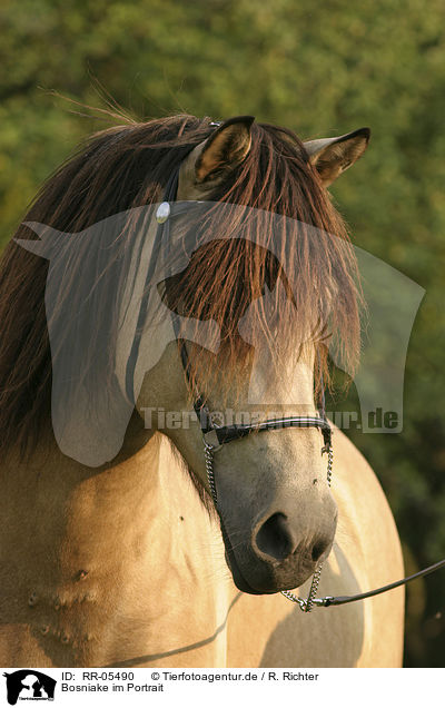 Bosniake im Portrait / Bosnian Bosniak Horse Portrait / RR-05490