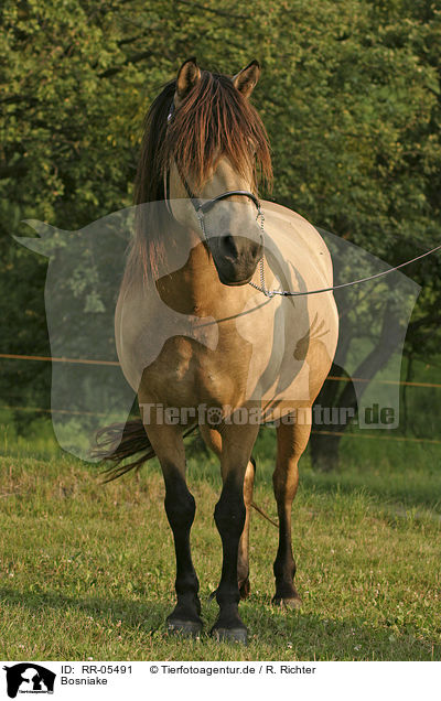 Bosniake / Bosnian Bosniak Horse / RR-05491
