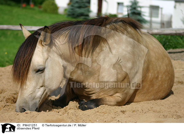 dsendes Pferd / PM-01251