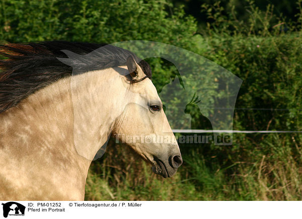 Pferd im Portrait / PM-01252