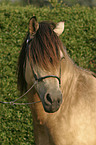 Bosniake im Portrait