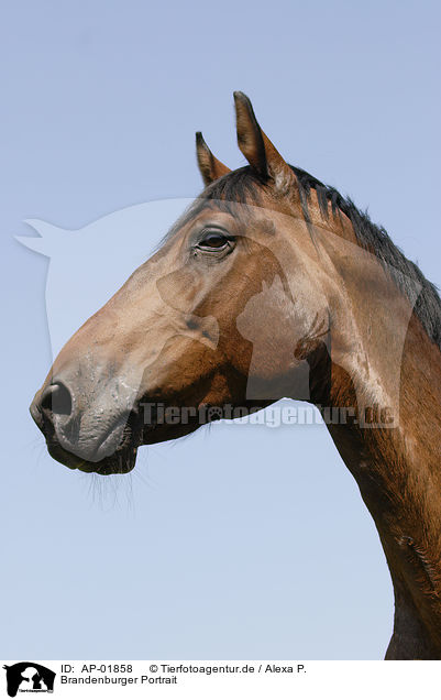 Brandenburger Portrait / horse portrait / AP-01858