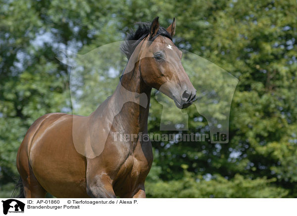Brandenburger Portrait / horse portrait / AP-01860