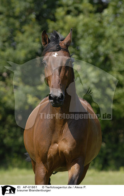 brauner Brandenburger / brown horse / AP-01861