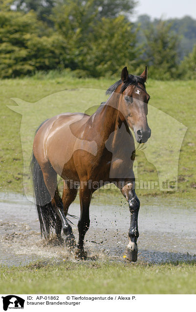 brauner Brandenburger / brown horse / AP-01862