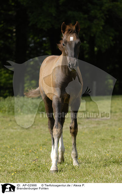 Brandenburger Fohlen / AP-02986