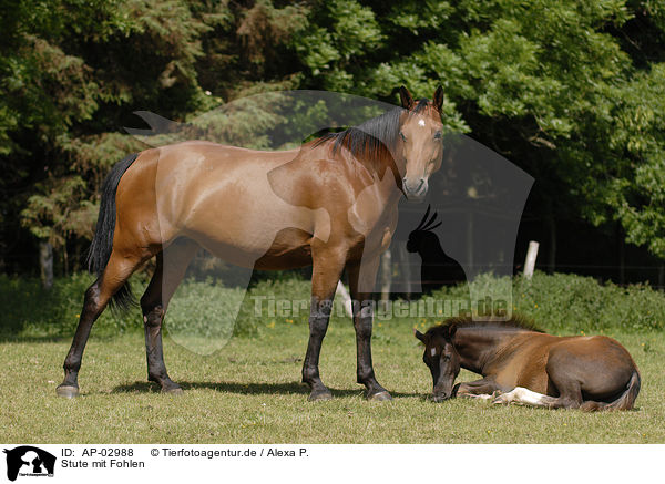 Stute mit Fohlen / AP-02988