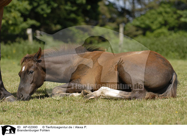 Brandenburger Fohlen / AP-02990