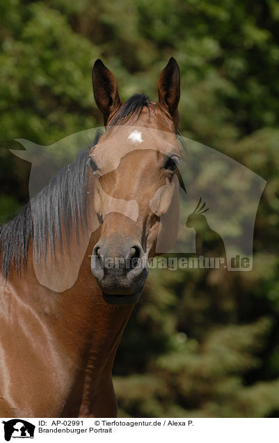 Brandenburger Portrait / AP-02991