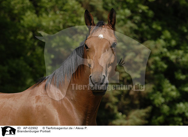 Brandenburger Portrait / horse portrait / AP-02992