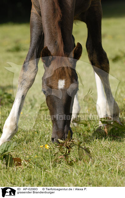grasender Brandenburger / grazing horse / AP-02993