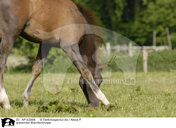grasender Brandenburger / grazing horse / AP-02998