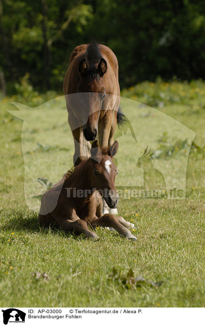 Brandenburger Fohlen / AP-03000