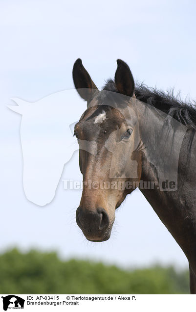 Brandenburger Portrait / horse portrait / AP-03415