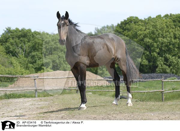 Brandenburger Warmblut / brown horse / AP-03416