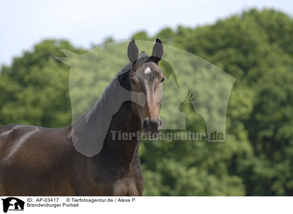Brandenburger Portrait / AP-03417