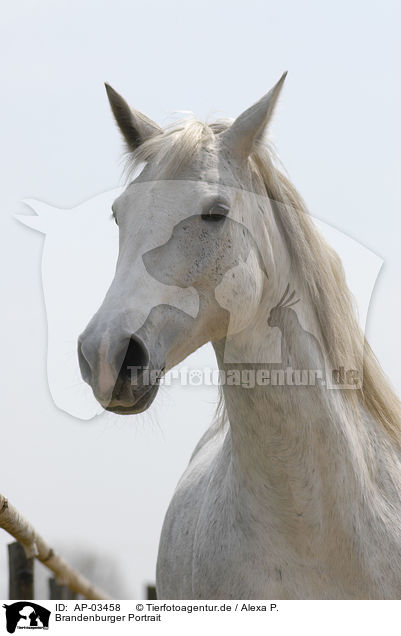 Brandenburger Portrait / white horse portrait / AP-03458