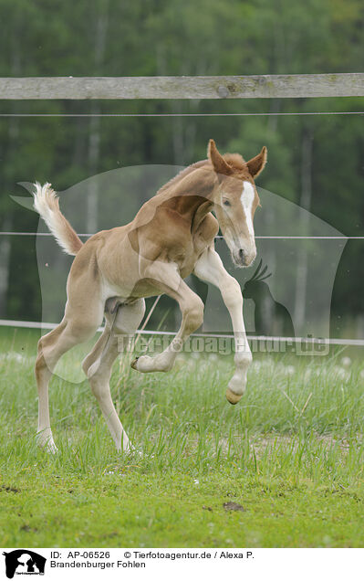 Brandenburger Fohlen / AP-06526