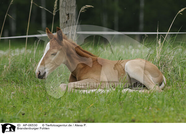 Brandenburger Fohlen / AP-06530