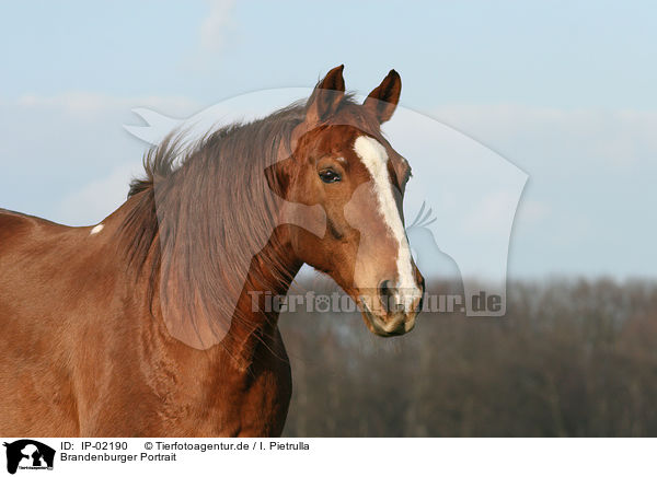 Brandenburger Portrait / IP-02190