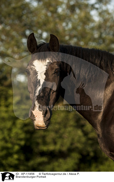 Brandenburger Portrait / AP-11856