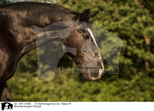Brandenburger Portrait / AP-11858