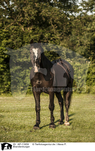 Brandenburger / AP-11859
