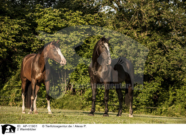 2 Warmblter / AP-11901
