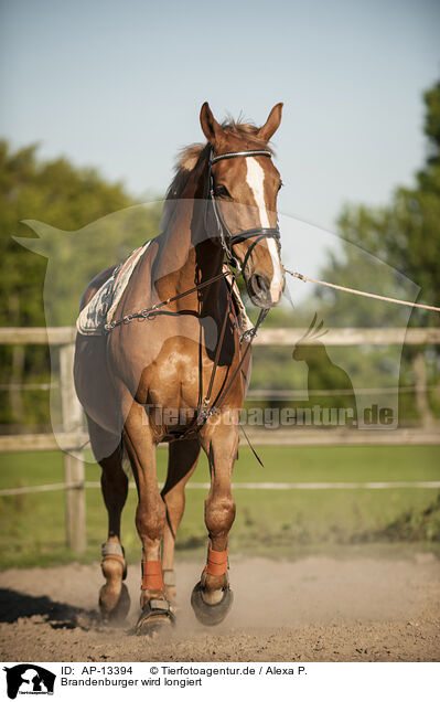 Brandenburger wird longiert / lunging a Brandenburg Horse / AP-13394