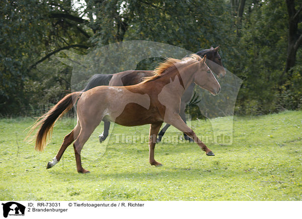 2 Brandenburger / RR-73031
