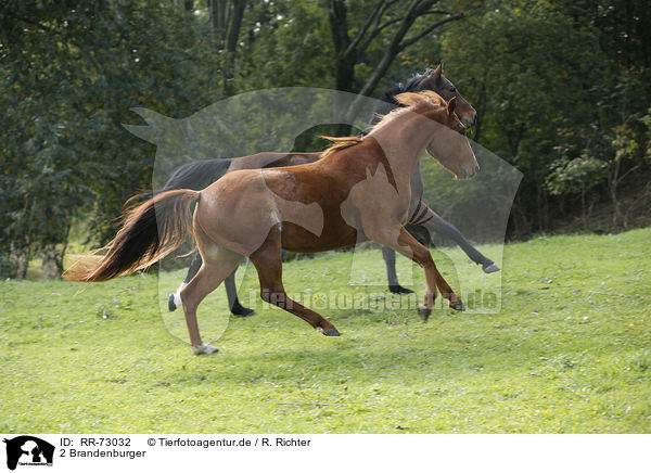 2 Brandenburger / RR-73032