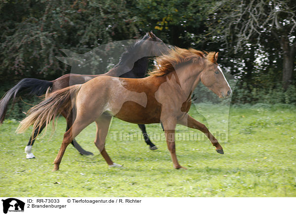 2 Brandenburger / RR-73033