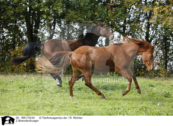 2 Brandenburger / RR-73034