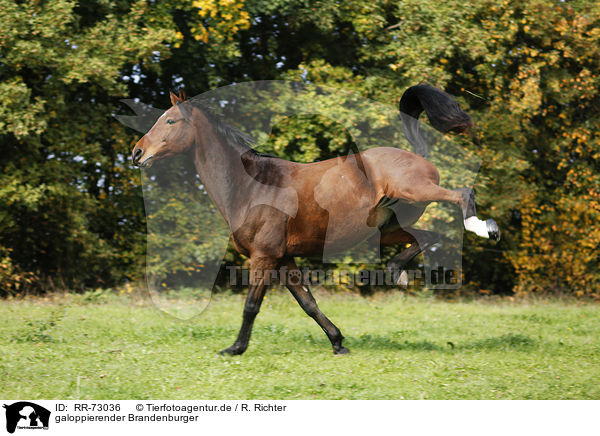 galoppierender Brandenburger / galloping Brandenburg Horse / RR-73036