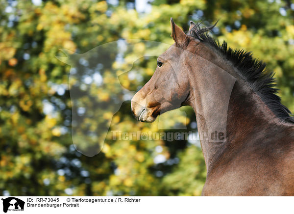 Brandenburger Portrait / RR-73045