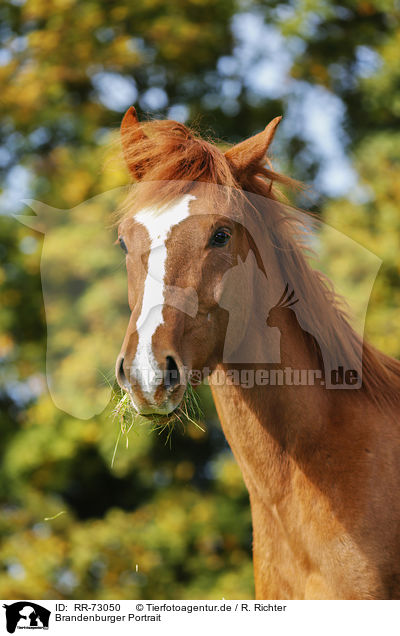 Brandenburger Portrait / Brandenburg Horse Portrait / RR-73050