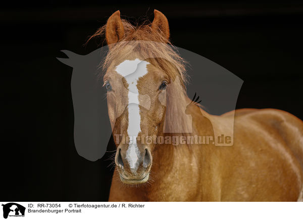 Brandenburger Portrait / Brandenburg Horse Portrait / RR-73054