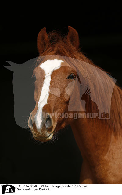 Brandenburger Portrait / Brandenburg Horse Portrait / RR-73058