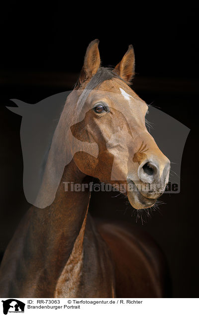 Brandenburger Portrait / Brandenburg Horse Portrait / RR-73063
