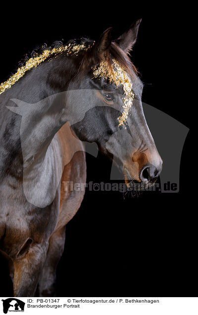 Brandenburger Portrait / PB-01347