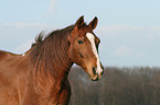 Brandenburger Portrait