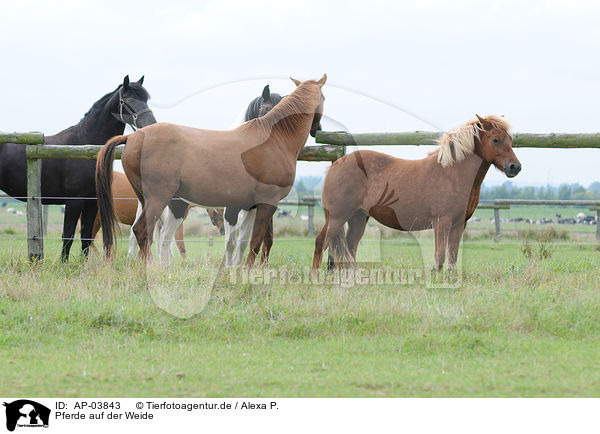 Pferde auf der Weide / AP-03843