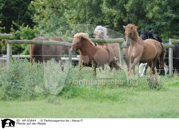 Pferde auf der Weide / AP-03844