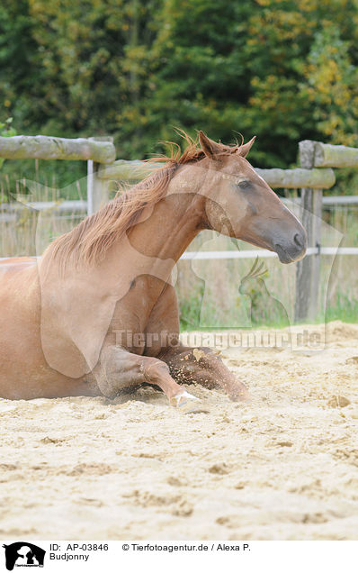 Budjonny / Budyonny horse / AP-03846