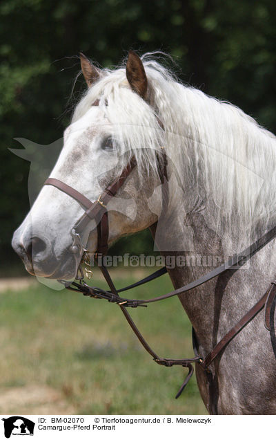 Camargue-Pferd Portrait / BM-02070