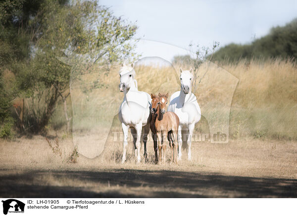 stehende Camargue-Pferd / LH-01905