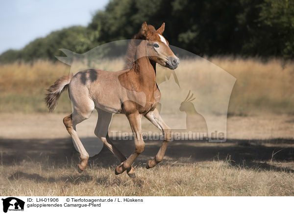 galoppierendes Camargue-Pferd / LH-01906