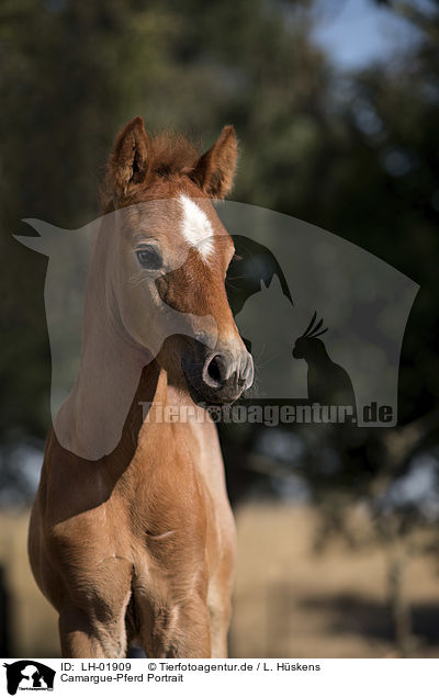 Camargue-Pferd Portrait / LH-01909