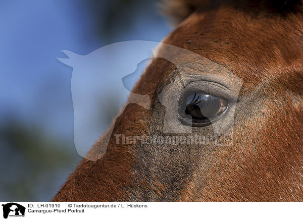Camargue-Pferd Portrait / LH-01910