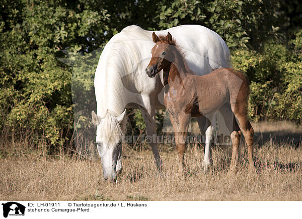 stehende Camargue-Pferd / standing Camargue Horse / LH-01911